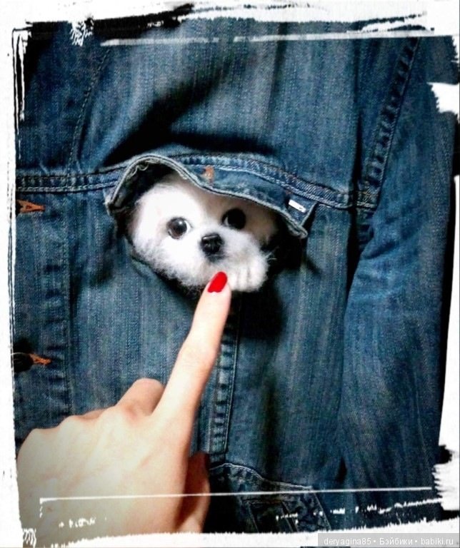 Брошь щенок Мальтезе — Валяные игрушки из шерсти: сухое валяние (фото 3)