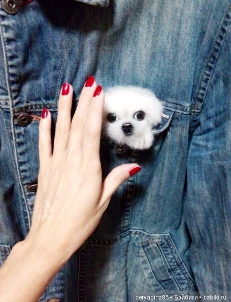 Брошь щенок Мальтезе — Валяные игрушки из шерсти: сухое валяние