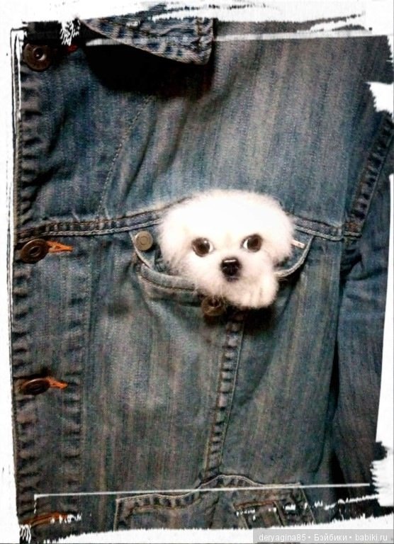 Брошь щенок Мальтезе — Валяные игрушки из шерсти: сухое валяние (фото 8)