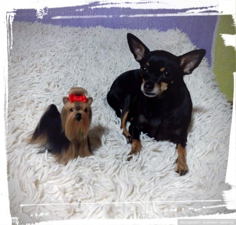 Мини йорик — Валяные игрушки из шерсти: сухое валяние