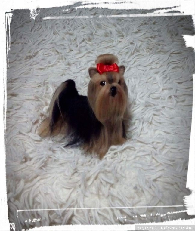 Мини йорик — Валяные игрушки из шерсти: сухое валяние