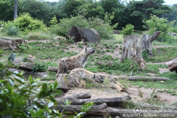 По Германии: зоопарк Лейпцига, часть 1