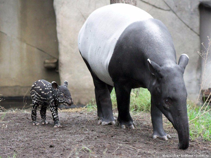 По Германии: зоопарк Лейпцига, часть 1