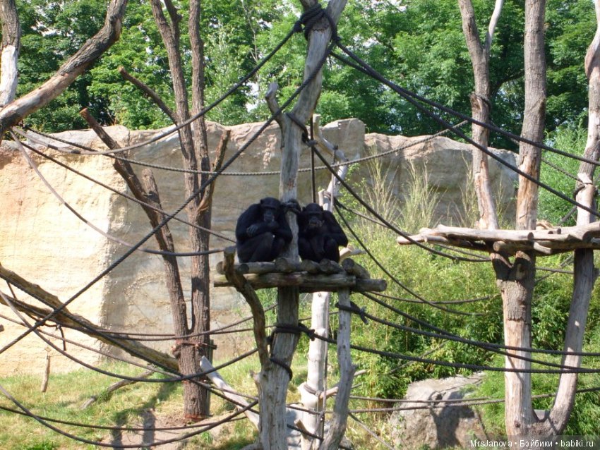 По Германии: зоопарк Лейпцига, часть 1 (фото 10)