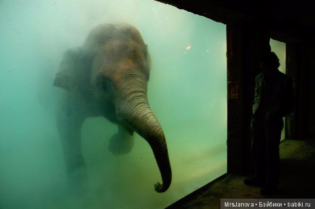 По Германии: зоопарк Лейпцига, часть 1