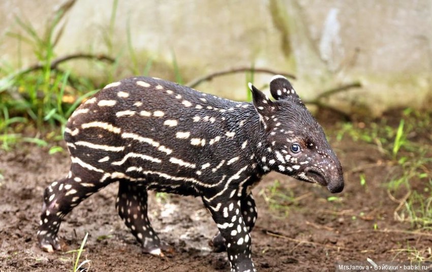 По Германии: зоопарк Лейпцига, часть 1