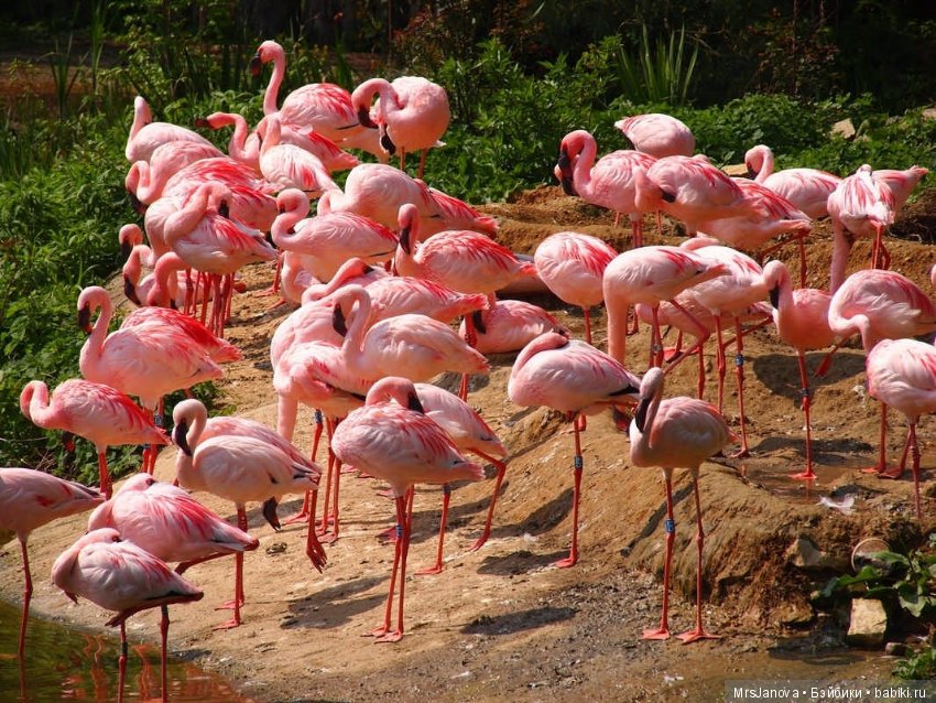 По Германии: зоопарк Лейпцига, часть 1