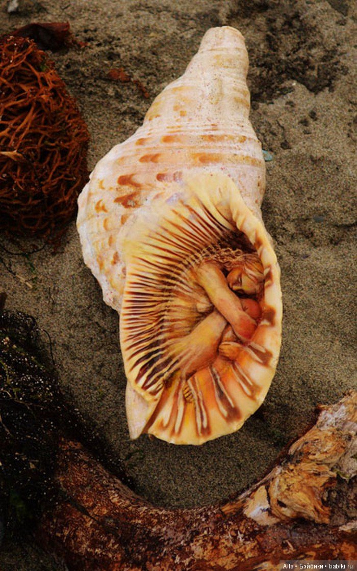 Debra Bernier. Души внутри деревьев