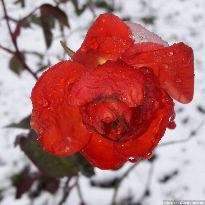 Маленькая Вера. Kruseling (фото 10)