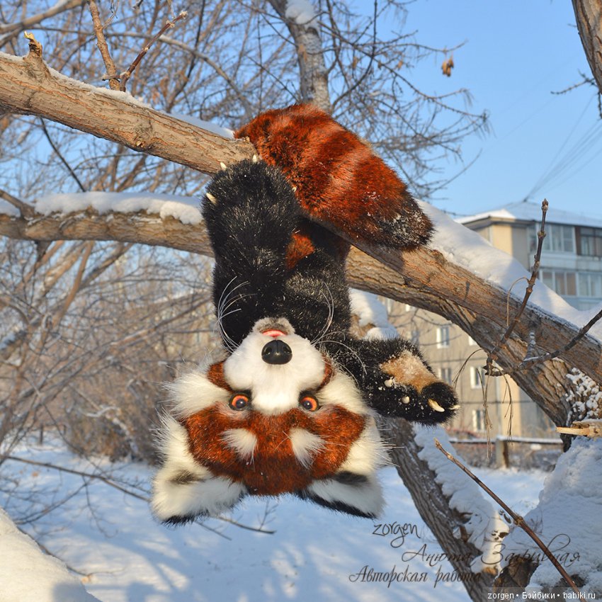 Тяопи - озорной малыш красной панды (фото 2)