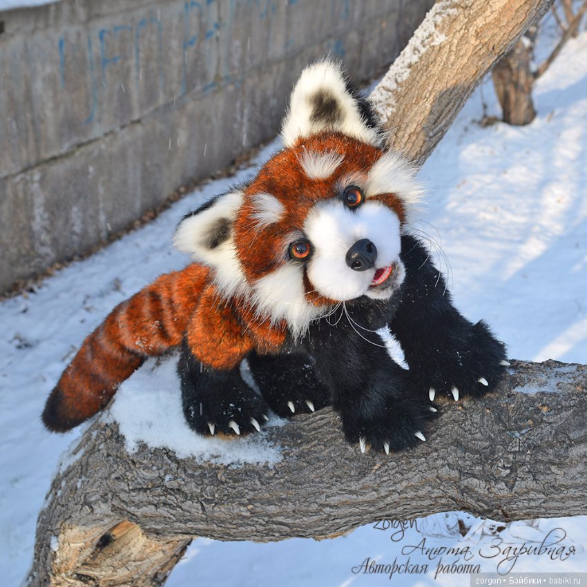 Тяопи - озорной малыш красной панды (фото 3)