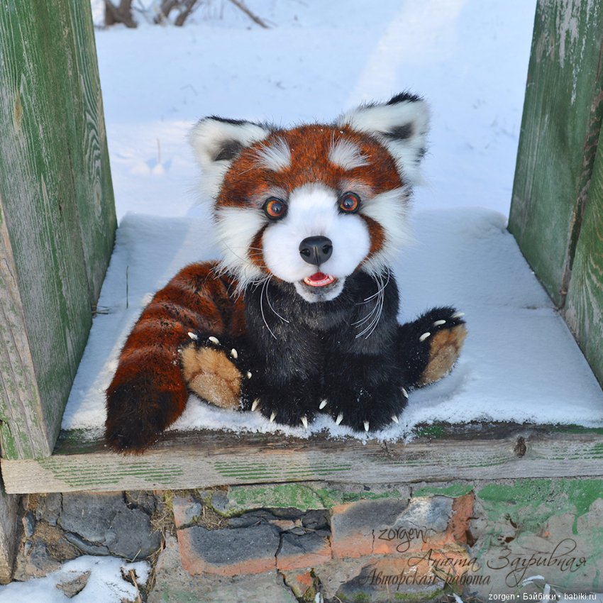 Тяопи - озорной малыш красной панды (фото 5)