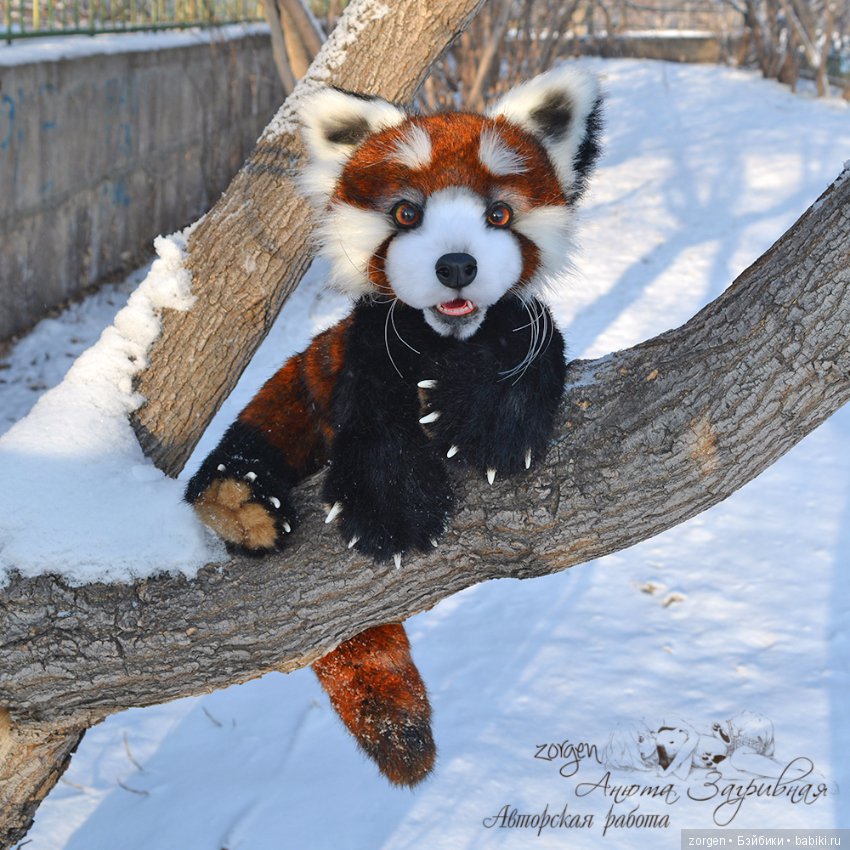 Тяопи - озорной малыш красной панды (фото 4)