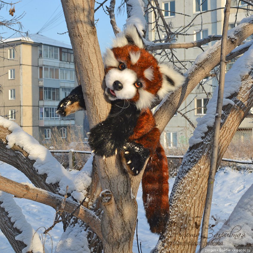 Тяопи - озорной малыш красной панды