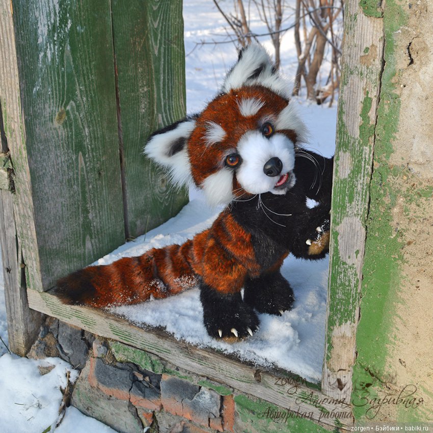 Тяопи - озорной малыш красной панды (фото 6)