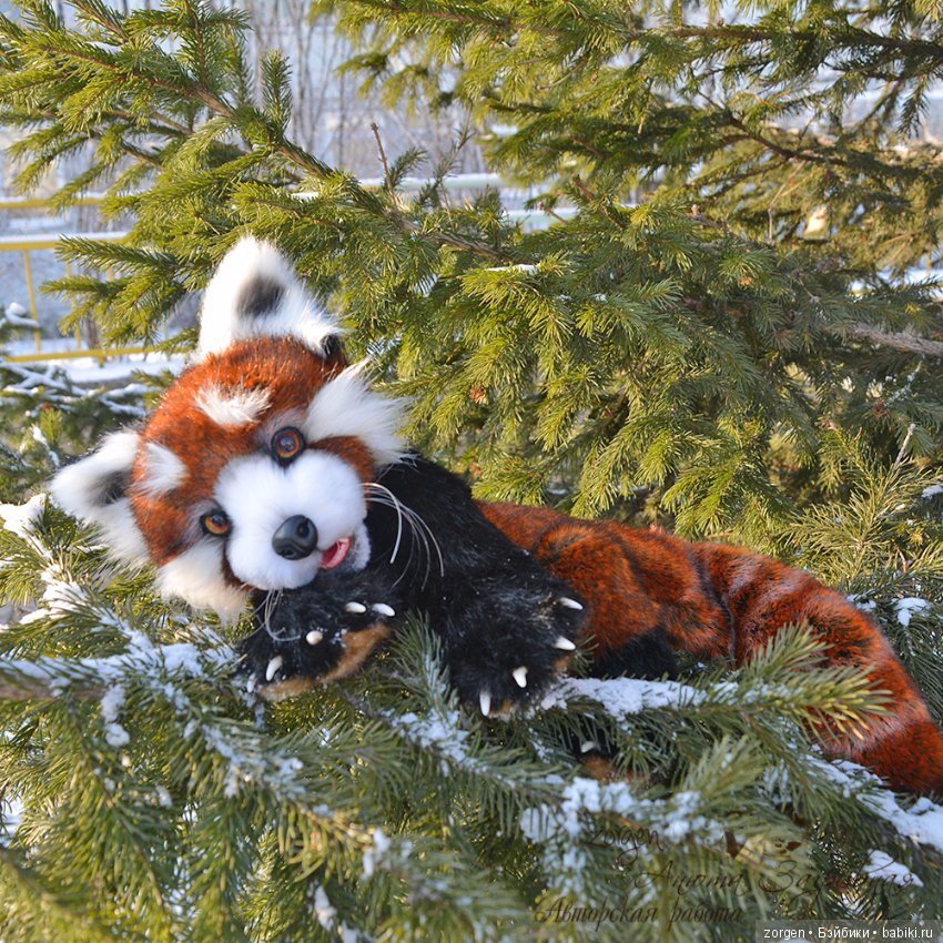 Тяопи - озорной малыш красной панды (фото 8)