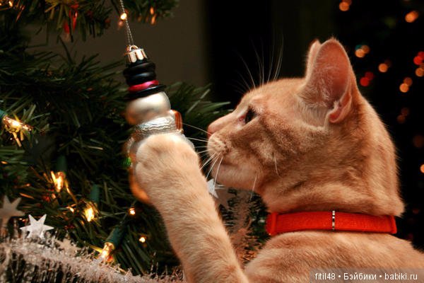 Кот и Новый год — В мире животных: смешные фото питомцев и зверей (фото 10)