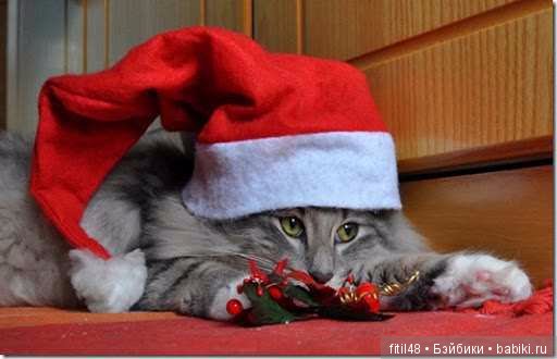 Кот и Новый год — В мире животных: смешные фото питомцев и зверей (фото 9)