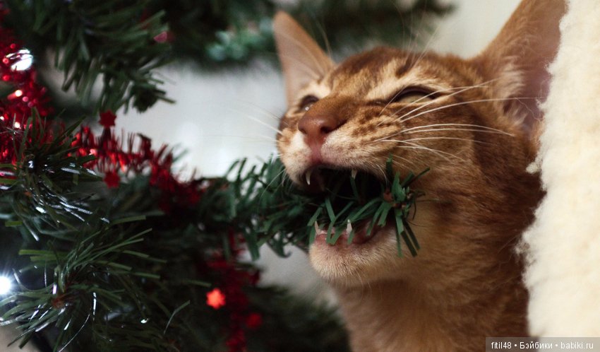 Кот и Новый год — В мире животных: смешные фото питомцев и зверей (фото 5)