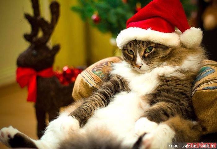 Кот и Новый год — В мире животных: смешные фото питомцев и зверей