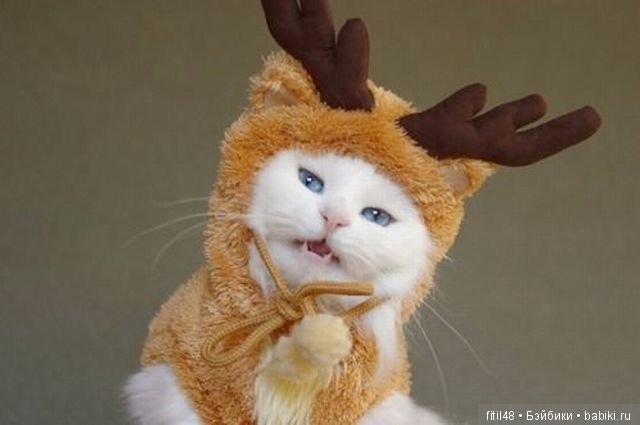 Кот и Новый год — В мире животных: смешные фото питомцев и зверей (фото 7)