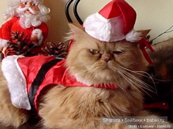 Кот и Новый год — В мире животных: смешные фото питомцев и зверей (фото 6)