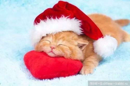 Кот и Новый год — В мире животных: смешные фото питомцев и зверей