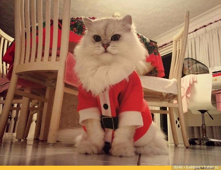 Кот и Новый год — В мире животных: смешные фото питомцев и зверей