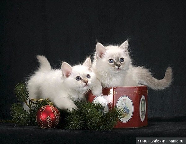 Кот и Новый год — В мире животных: смешные фото питомцев и зверей