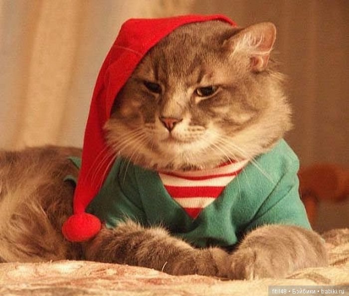 Кот и Новый год — В мире животных: смешные фото питомцев и зверей