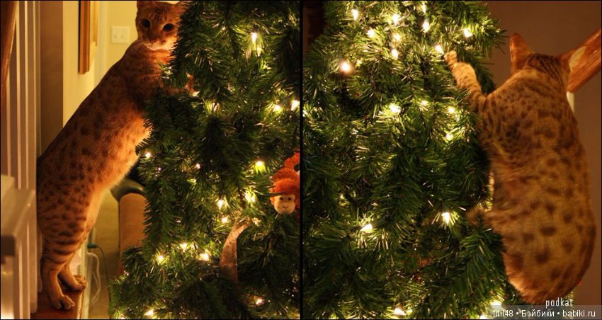 Кот и Новый год — В мире животных: смешные фото питомцев и зверей