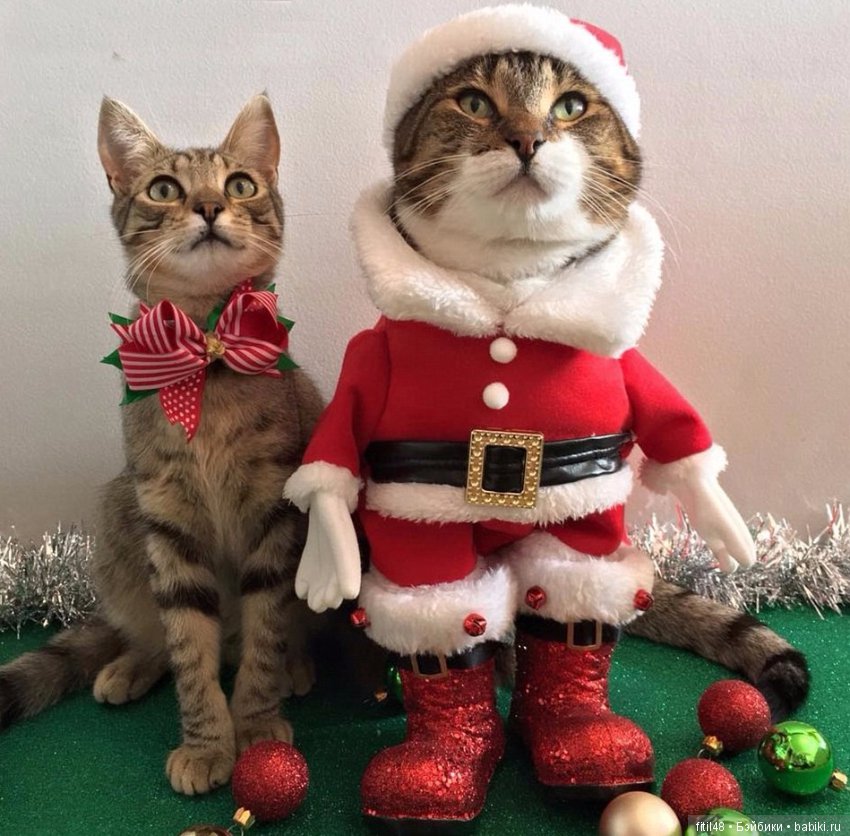 Кот и Новый год — В мире животных: смешные фото питомцев и зверей