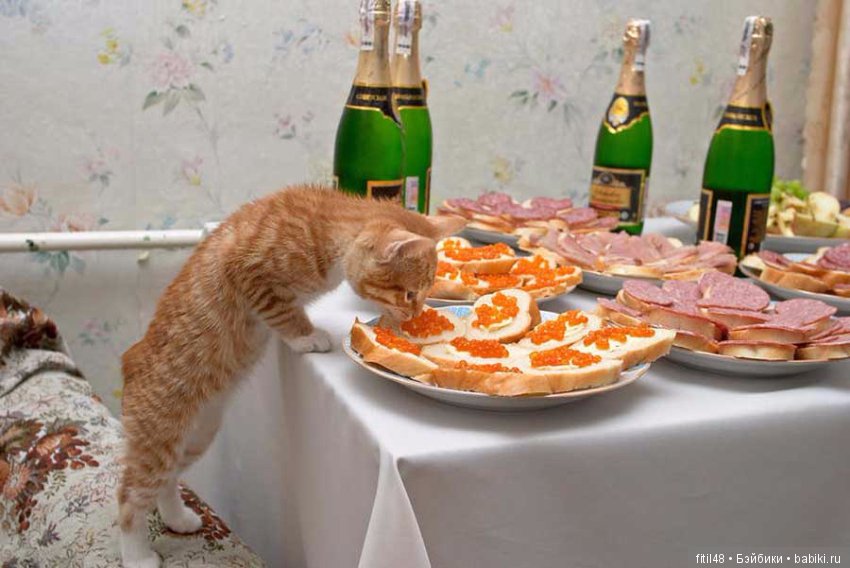 Кот и Новый год — В мире животных: смешные фото питомцев и зверей