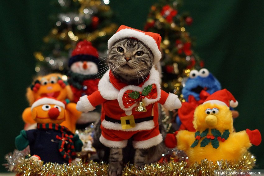 Кот и Новый год — В мире животных: смешные фото питомцев и зверей