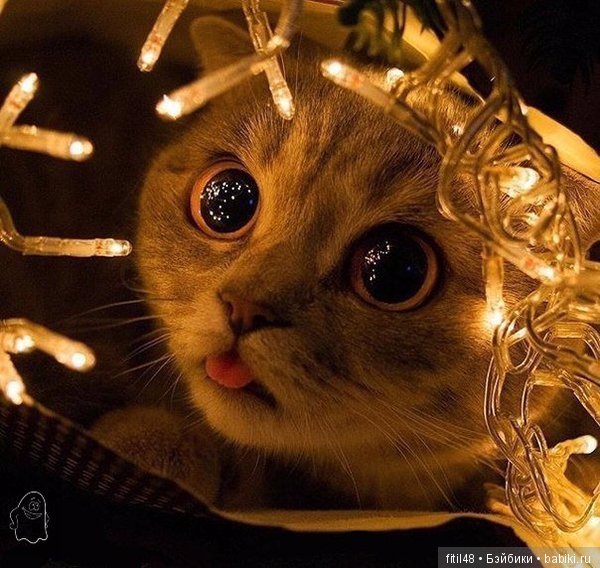 Кот и Новый год — В мире животных: смешные фото питомцев и зверей