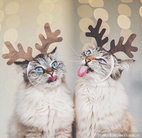 Кот и Новый год — В мире животных: смешные фото питомцев и зверей