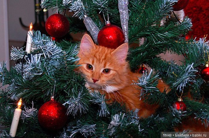 Кот и Новый год — В мире животных: смешные фото питомцев и зверей