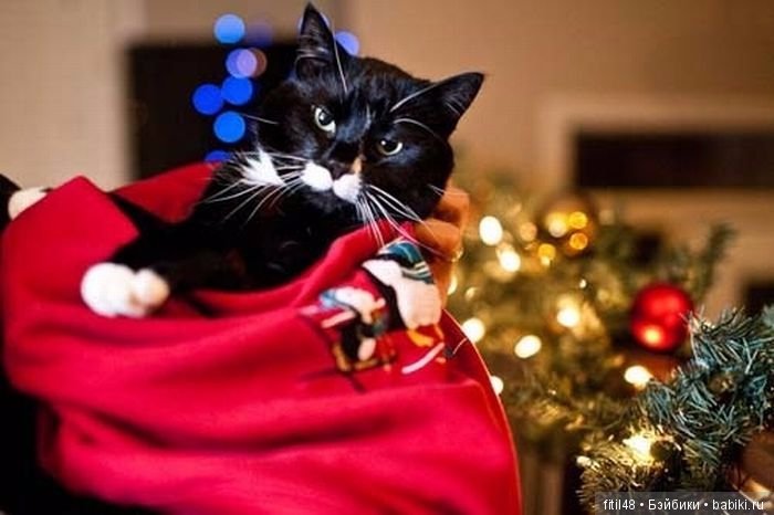 Кот и Новый год — В мире животных: смешные фото питомцев и зверей