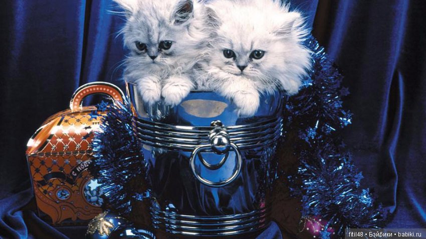 Кот и Новый год — В мире животных: смешные фото питомцев и зверей