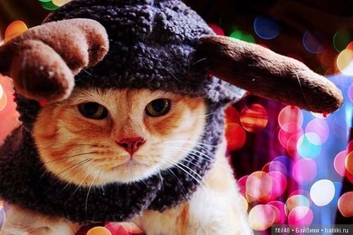 Кот и Новый год — В мире животных: смешные фото питомцев и зверей