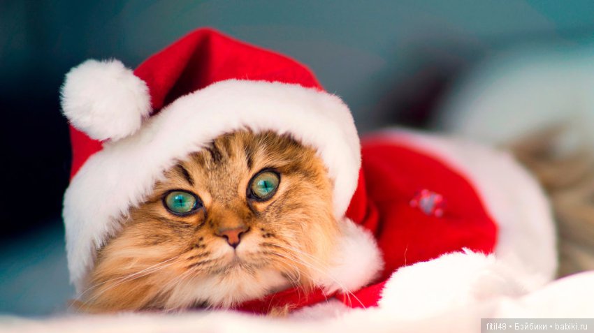 Кот и Новый год — В мире животных: смешные фото питомцев и зверей