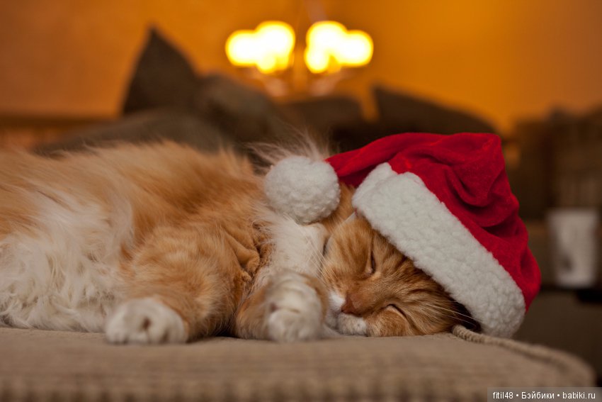 Кот и Новый год — В мире животных: смешные фото питомцев и зверей