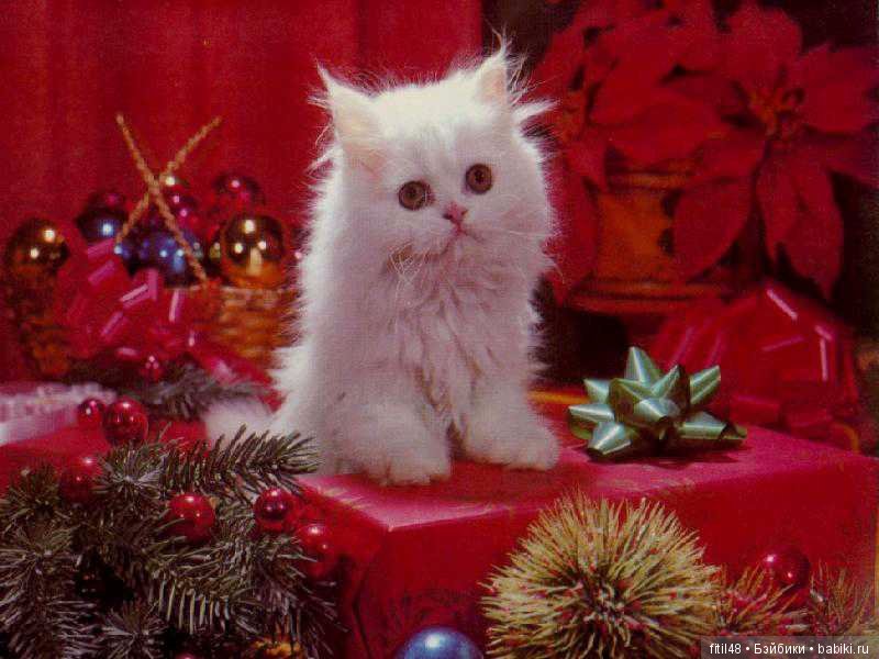 Кот и Новый год — В мире животных: смешные фото питомцев и зверей
