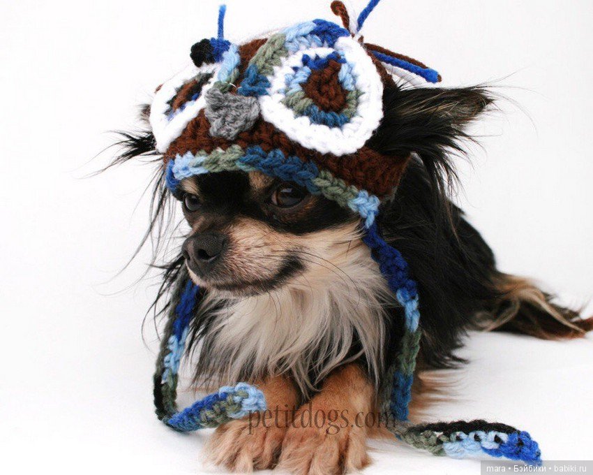 Веселые вязанные шапочки для собак вяжет рукодельница из Канады Erin (фото 8)