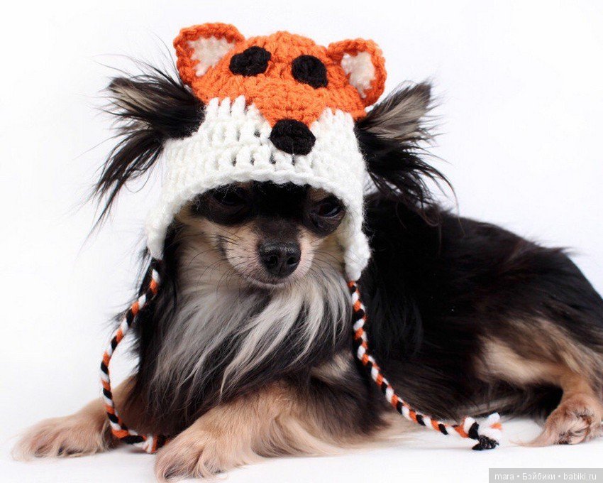 Вязанные шапки для собак