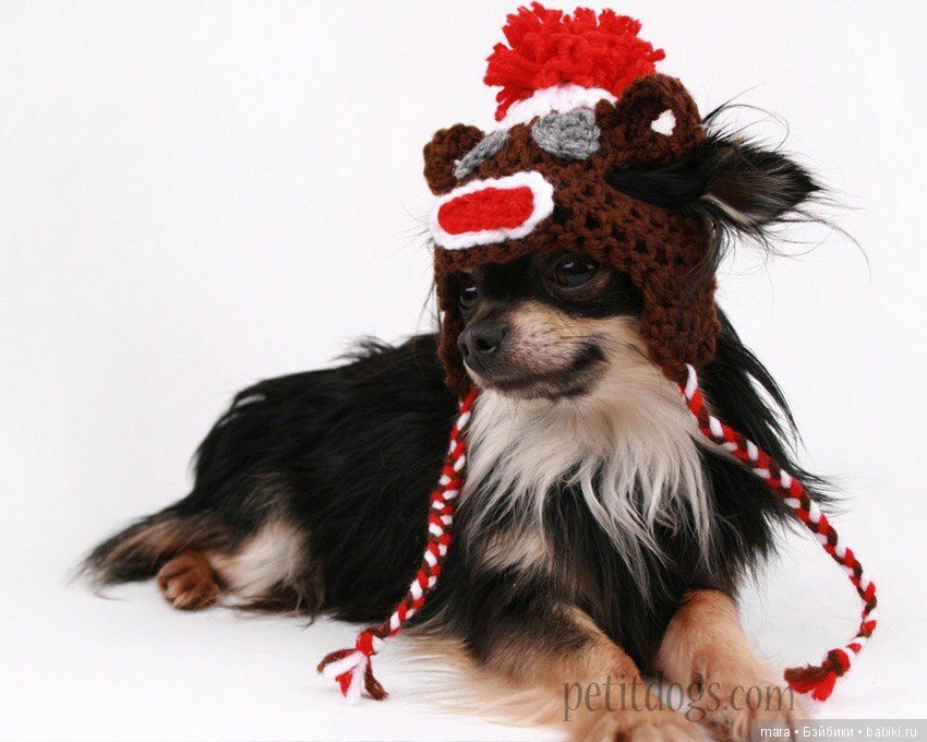 Веселые вязанные шапочки для собак вяжет рукодельница из Канады Erin
