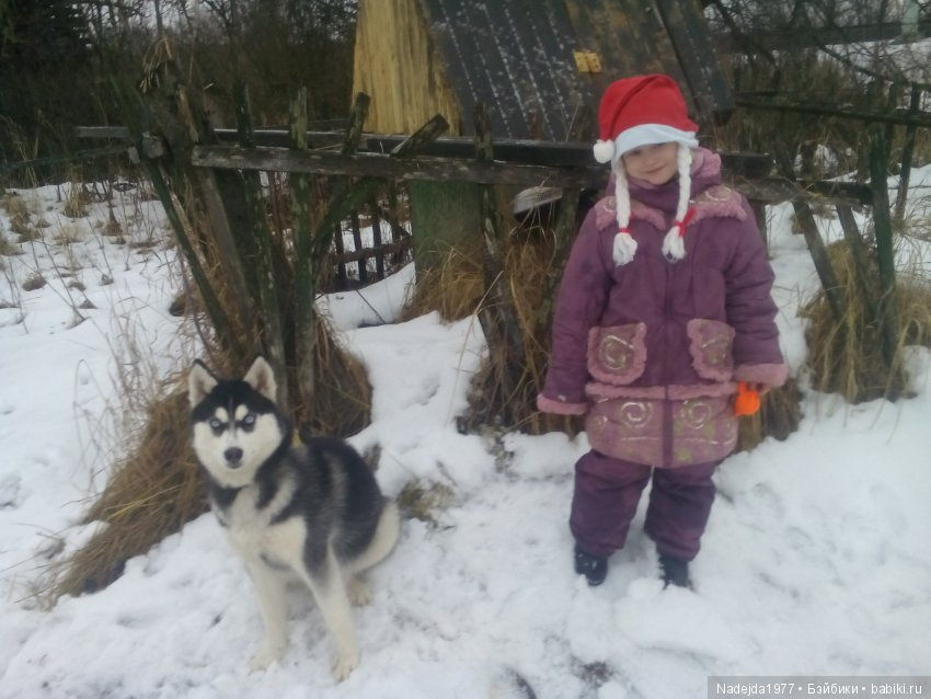 С наступающим Новым годом собаки дорогие жители любимых Бейбиков (фото 4)