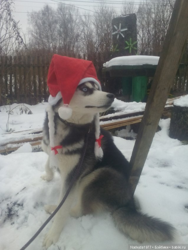 С наступающим Новым годом собаки дорогие жители любимых Бейбиков (фото 8)