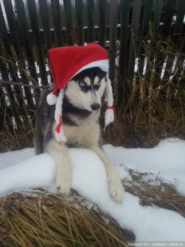 С наступающим Новым годом собаки дорогие жители любимых Бейбиков (фото 2)