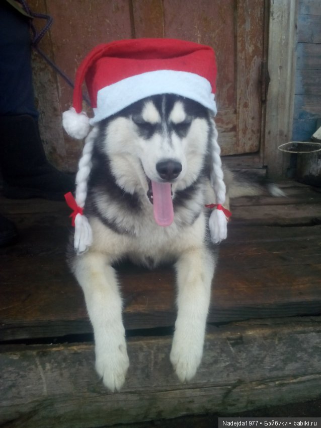 С наступающим Новым годом собаки дорогие жители любимых Бейбиков (фото 7)